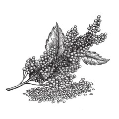 Quinoa: plant and quinoa seeds. Super food. Vector hand drawn illustration.