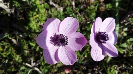 Two pink anemone flowers in a sunny winter day