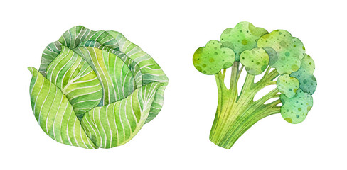 Watercolor cabbage and broccoli isolated on white background. Handpainted vegetables illustration.