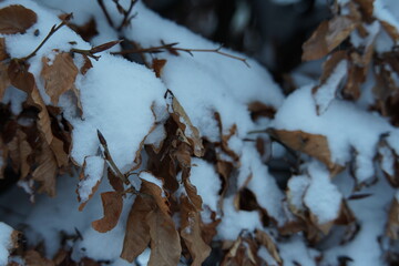 Pflanzen mit Schnee bedeckt