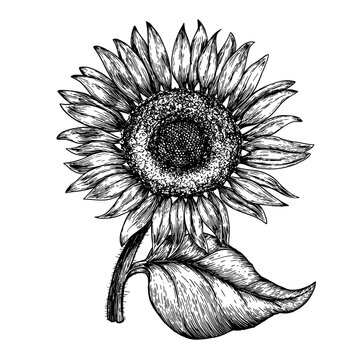 Sunflower vintage engraved illustration. Sunflower isolated . Vector illustration
