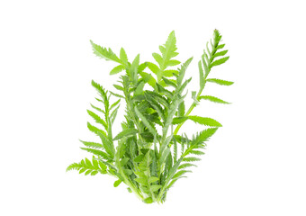 Carved green leaves of garden poppy on white background