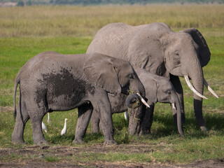 Naklejka na ściany i meble african elephant family