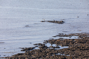 Birds inhabiting the beaches of the Bohai Sea, North China