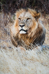 Male lion at sunset - Samburu national reserve, Kenya