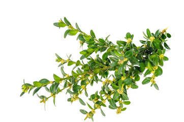 Boxwood branch with green leaves and small flowers