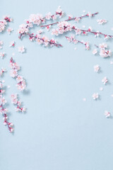 pink cherry flowers on  paper background