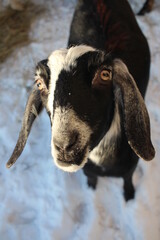 black goat with long ears the animal looks at the muzzle