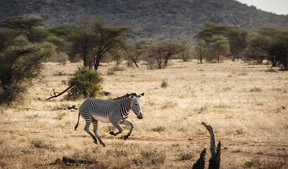Fototapeta na wymiar Animals in the wild - Grévy's Zebra running in Samburu National Reserve, North Kenya