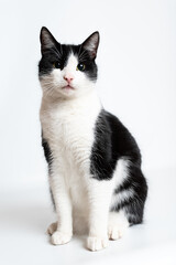 Fototapeta premium Kater