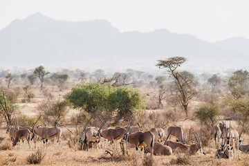 Naklejka na ściany i meble Animals in the wild - Large herd of Oryxes in Samburu National Reserve, North Kenya