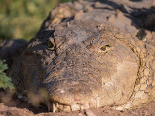 Obraz premium close up of a crocodile