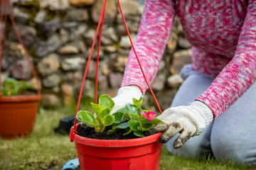 Fototapeta premium close-up of female hands in household gloves planting flowers in an outdoor pot on a green meadow
