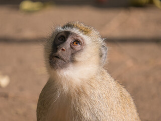 close up of a monkey
