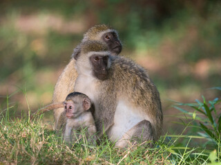 mother and baby baboon
