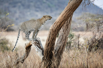 Leopard on a tree at sunset - Samburu National Reserve, North Kenya © Bertrand Godfroid