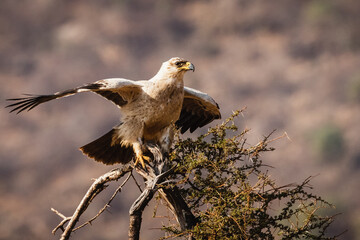 Tawny eagle - Samburu national reserve, North Kenya