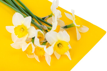 Pale light flowers of daffodils on bright yellow background