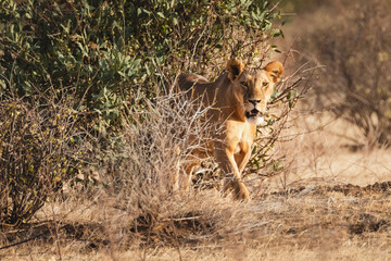 Lioness hunting at sunset in Samburu National Reserve, North Kenya