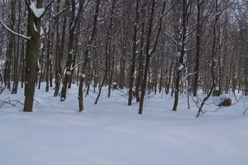 a winter landscape on a walk in the forest and hallway
