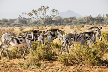 Fototapeta na wymiar Group of Grevy's zebras in Samburu national reserve, North Kenya