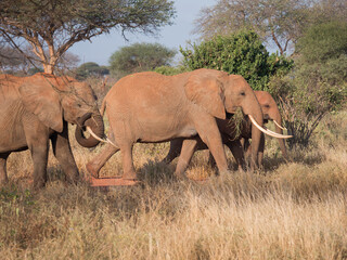 Fototapeta na wymiar african elephant in the savannah