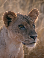 african lion cub
