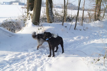 hunde im Schnee, Collie im Schnee