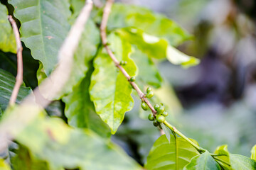 Naklejka premium Different sizes of coffee beans still on plant