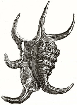 Single isolated Chiragra spider conch (Harpago chiragra) on white background. Ancient grey tone etching style art rich of detailed details by Andrew, Best and Leloir, Magasin Pittoresque, 1838