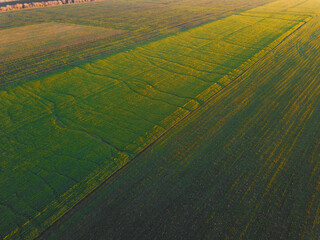 Landscape aerial photo of beautiful agriculture field of cereals during sunset.