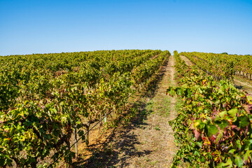 Fototapeta na wymiar Vineyards of Alentejo during fall, Portugal