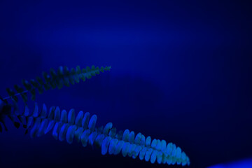 Tropical leaves on a blue background with neon light.