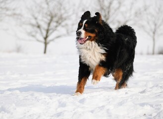 Bernese Mountain dog in winter and snow runs