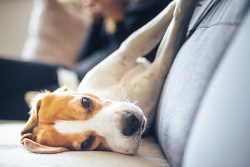 Beagle dog lying down on a cozy sofa in sunny livingroom. Adorable canine background