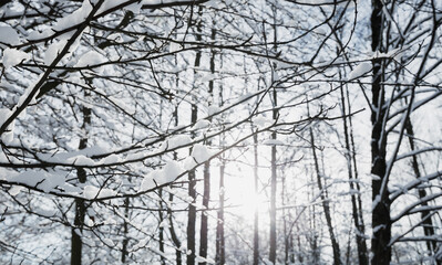 Obraz premium Winter landscape, frosty trees in snowy forest in the sunny light, sparkling hoarfrost on the branches of a winter forest on a frosty day