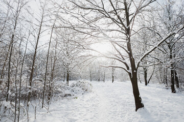 Obraz premium Winter landscape, frosty trees in snowy forest in the sunny light, sparkling hoarfrost on the branches of a winter forest on a frosty day