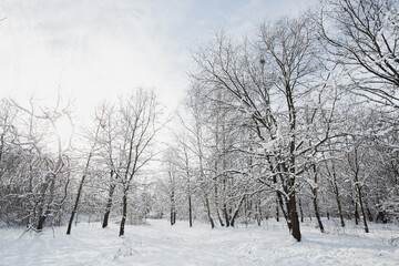 Winter landscape, frosty trees in snowy forest in the sunny light, sparkling hoarfrost on the branches of a winter forest on a frosty day