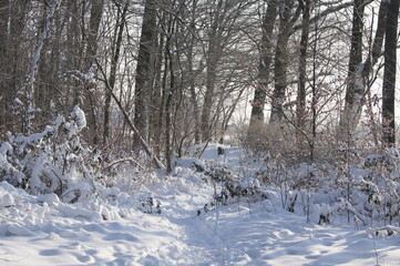 a winter landscape on a walk in the forest and hallway