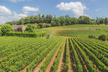 Fototapeta na wymiar Countryside rural vineyards in Bordeaux wine country at Saint-Emilion in France.