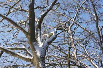 a winter landscape on a walk in the forest and hallway
