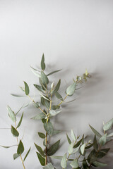 Fresh eucalyptus branches on a gray background, soft light, minimalistic concept.