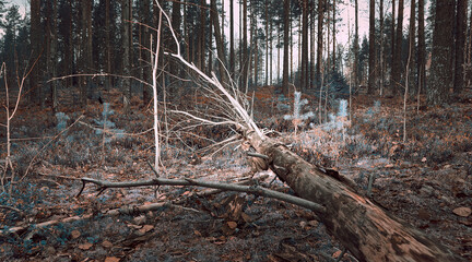 Upprooted spruce tree in the forest.