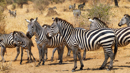 Obraz na płótnie Canvas zebras in continent