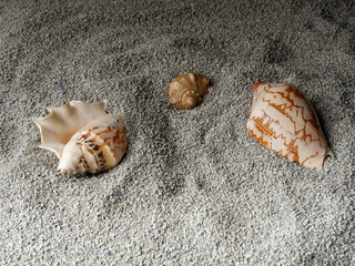 sea shells lie on a sandy surface