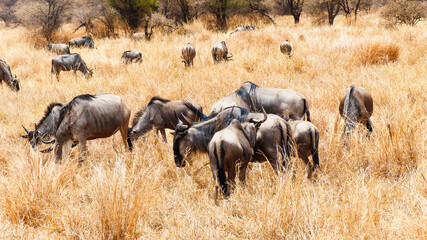 wildebeest © Memetic Pictures