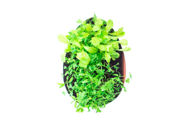 Plakat Microgreen and sprouts of parsley and salad in the shape of an Easter egg on a white paper art background.