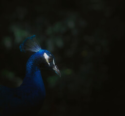 A beautiful peacock lit in a dark environment