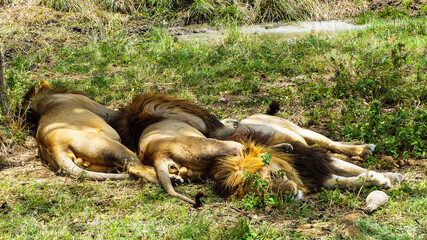 sleeping lion
