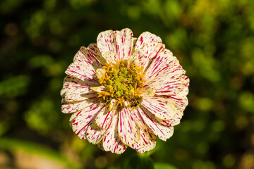 A Pop Art Red and White Zinnia flower growing in Friuli-Venezia Giulia, north east Italy in July
